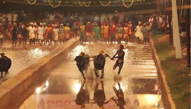 For the first time, Kambala competitions will be held from today at Palace Ground in Bangalore.. Know about these competitions here..ISR