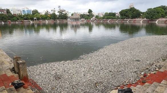 Dead fish floating in Mylapore Kapaleeswarar temple pond sgb