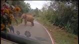 forest elephant try to attack government bus in nilgiris district video goes viral vel