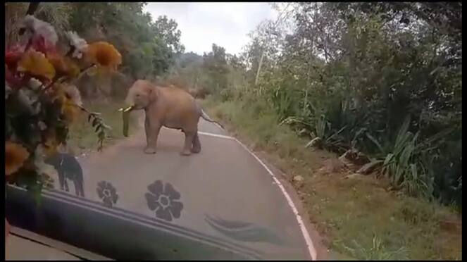forest elephant try to attack government bus in nilgiris district video goes viral vel