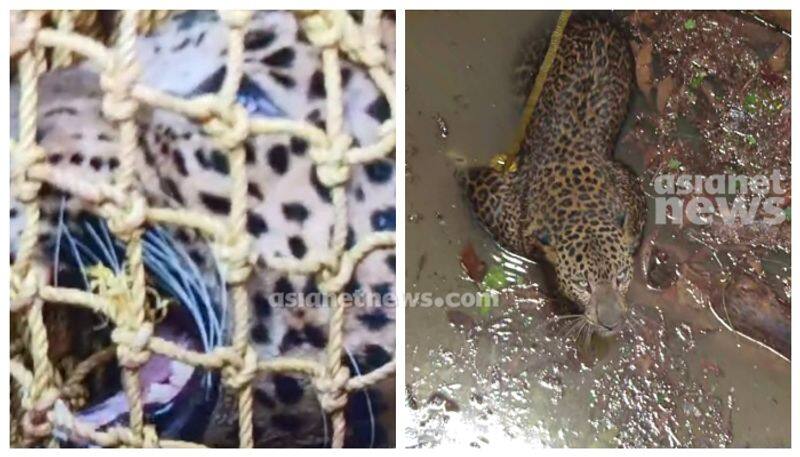 Leopard that fell into well in Kannur rescued apn 