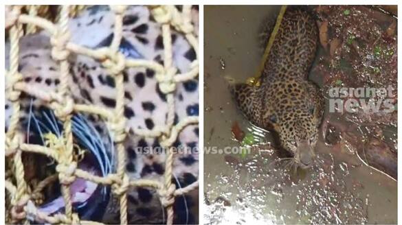Leopard that fell into well in Kannur rescued apn 