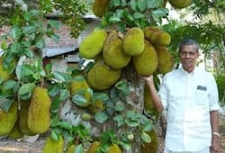 kerala farmer thomas kattakayam earn 4 lacs per acre by growing jackfruit zkamn