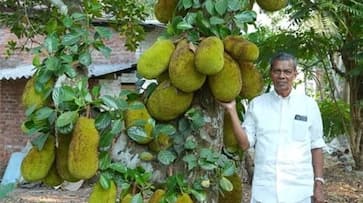 This 78 year old man from Kerala makes lakhs from his jackfruit farming business iwh