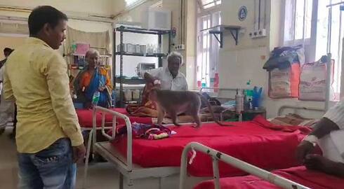 Patients in Anxiety For Monkey at District Hospital in Chitradurga grg 