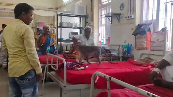 Patients in Anxiety For Monkey at District Hospital in Chitradurga grg 