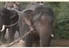 elephant captured in hassan