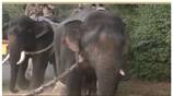 elephant captured in hassan