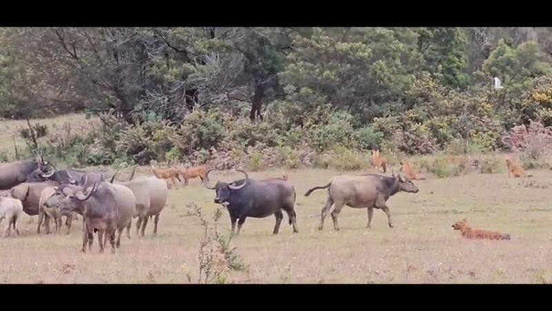 Buffaloes chased away a wild dogs trying to hunt a calf in the Nilgiris vel