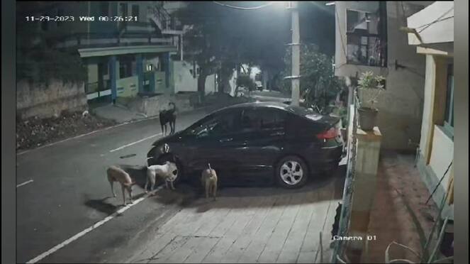 street dogs bite doctors car in theni district vel