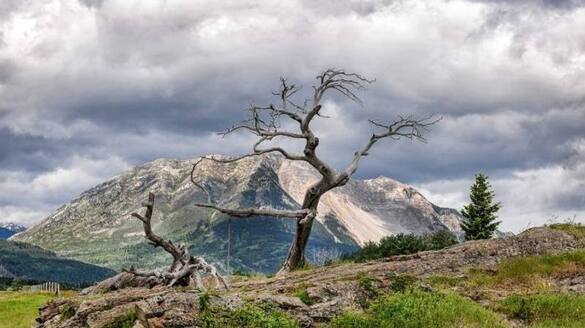 700 years old older than the country burmis tree most photographed tree in canada rlp