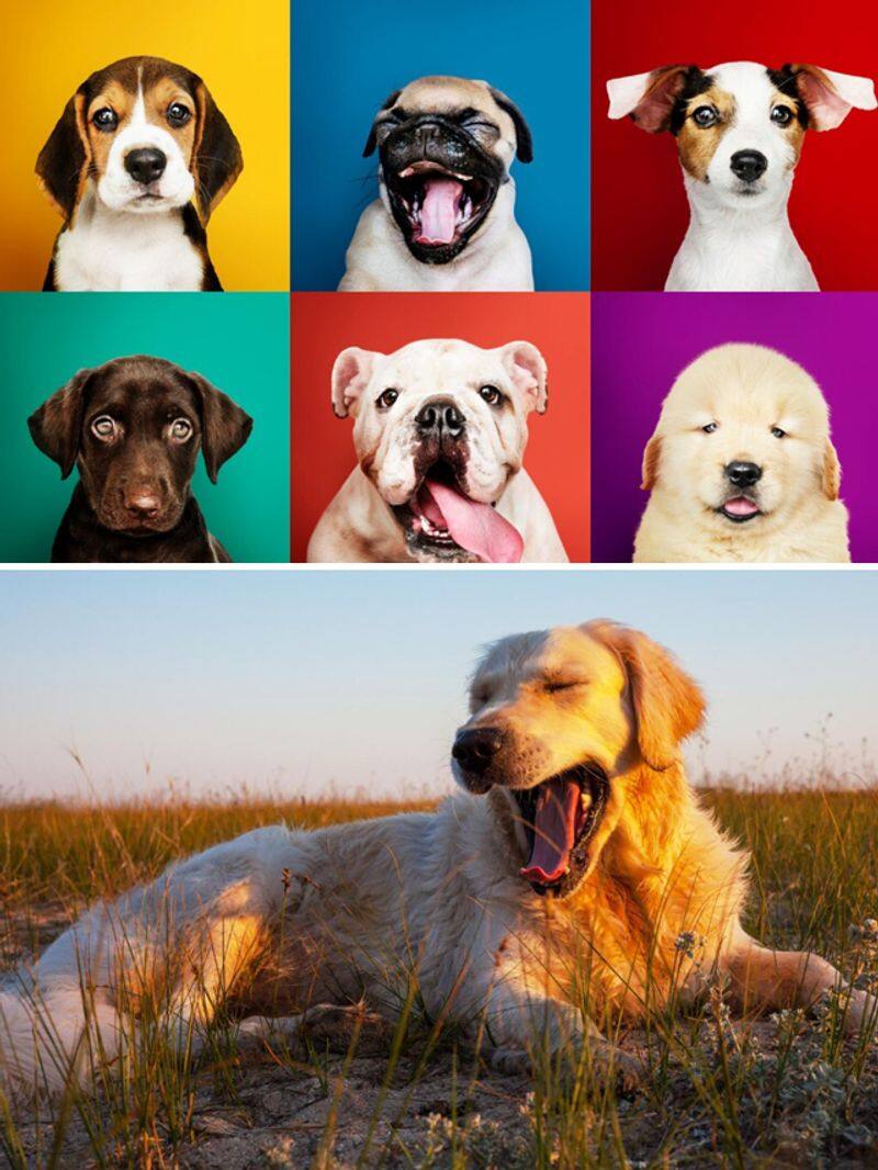 Golden Retriever to Labrador-7 best dog breeds for Indian weather