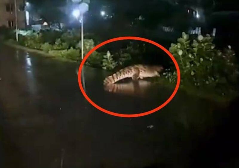 A video of a crocodile crossing the road in Chennai's Perungalathur has created a sensation KAK