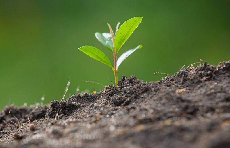 World Soil Day: Tips and tricks for home gardeners to promote soil health SHG
