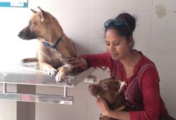 punjab woman sushma house turned shelter for animals zkamn