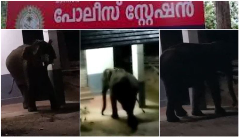 Wild Elephant create problems in kerala police station parambikulam palakkad asd