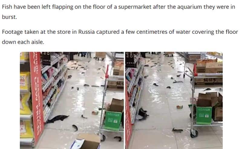 fish flapping on supermarket floor not from chennai fact check jje 