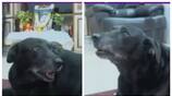 dog Blackie tears remebering Leelavathi nbn