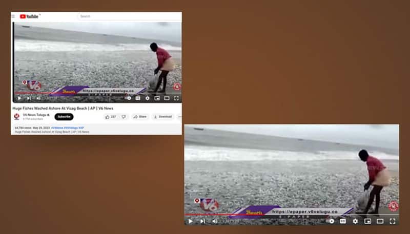 Fish washing ashore at Visakhapatnam during Cyclone Michaung fact check jje