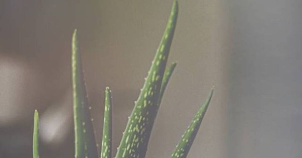 Aloe Vera Vastu Tips நீங்கள் சீக்கிரம் பணக்காரராக 'இந்த' செடியை உடனே