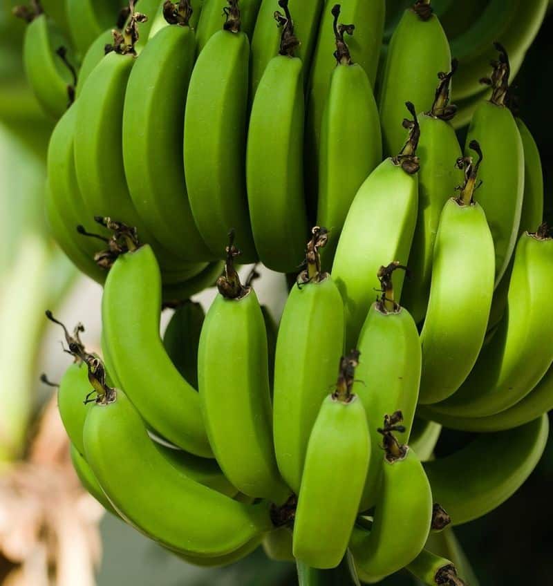amazing health benefits of eating green banana in tamil mks