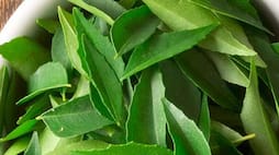 benefits of curry leaves for hair growth
