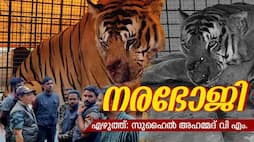 tiger wwl 45 caged after in wayanad photostory by Suhail Ahmed VM bkg