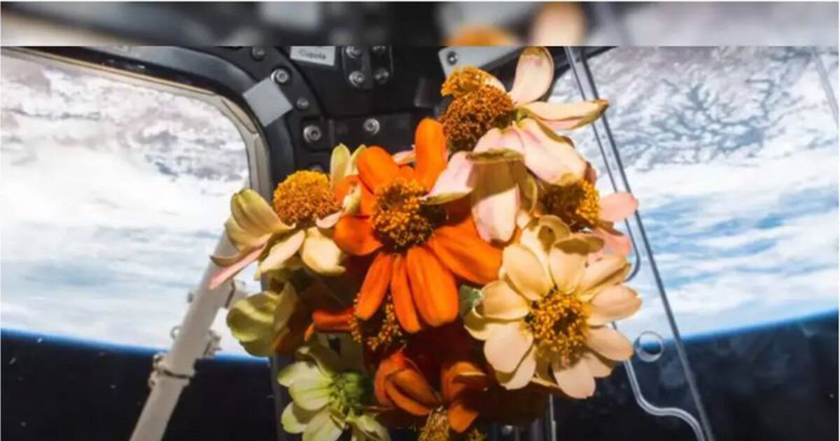 Nasa In Spring From blooming flowers to dancing flames, NASA shares space experiments ...