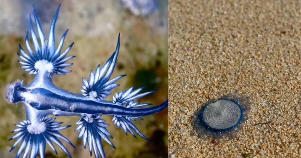 അറിയാതെപോലും തൊട്ടുപോകരുത്, തീരത്ത് നൂറുകണക്കിന് വിഷജീവികൾ, ചെന്നൈയി ...