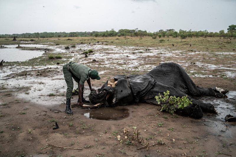 At least 100 elephant deaths in Zimbabwe national park due to drought as El Nino making situation worse etj
