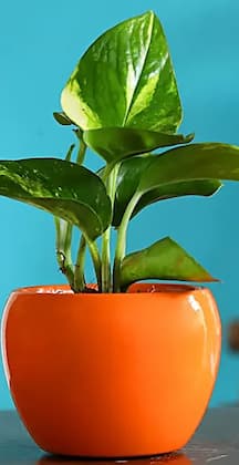 avoid these mistakes while planting money plant at your home as per vastu