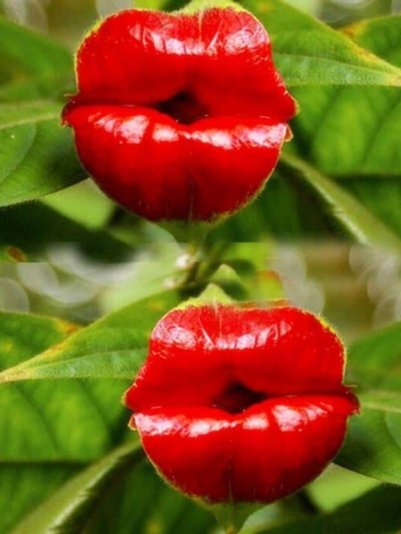 Girlfriend Kiss World's most kissable plant
