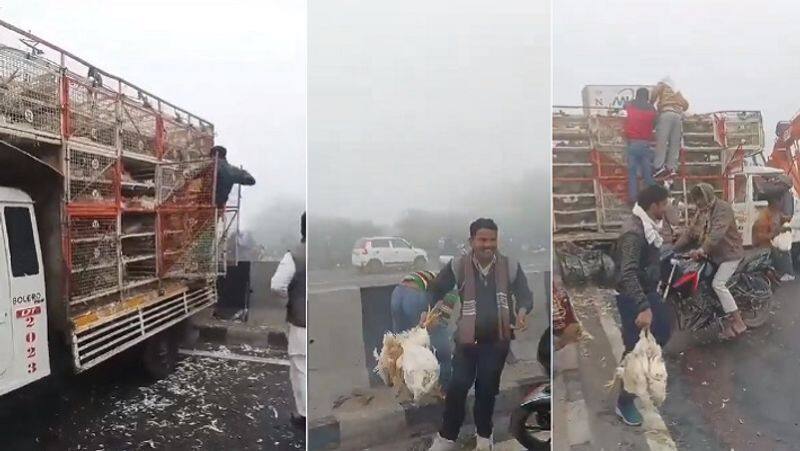 chickens were looted after road accident in agra uttar pradesh watch video zrua