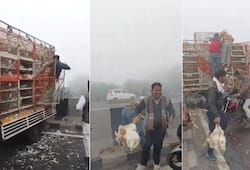 chickens were looted after road accident in agra uttar pradesh watch video zrua