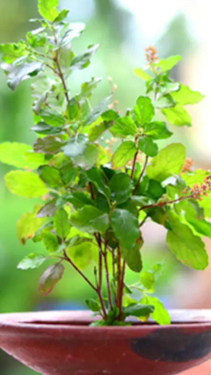 do not place these things near tulsi plant as per astrology in tamil mks