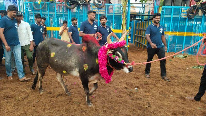 The police have imposed conditions on cow handlers for the Avaniyapuram jallikattu competition KAK