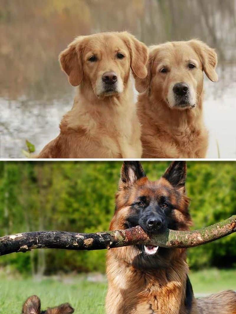 Golden Retriever to German Shepherd-7 Popular Dog Breeds in 2024