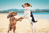 8 most adorable dog and cat breeds national pet day iwh