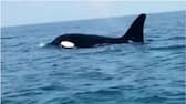 number of orcas have sunk a sailing yacht after ramming it in Strait of Gibraltar