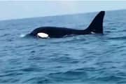 number of orcas have sunk a sailing yacht after ramming it in Strait of Gibraltar