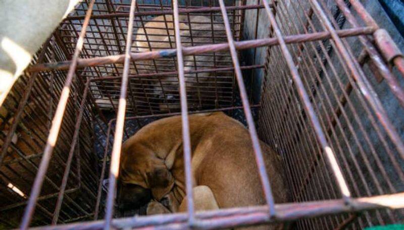 dog meat ban in south korea rlp