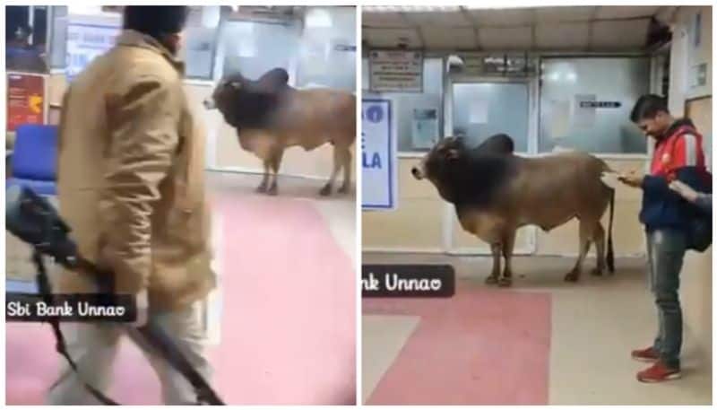 A bull broke into the State Bank in UP customers shocked branch manager clarified-sak