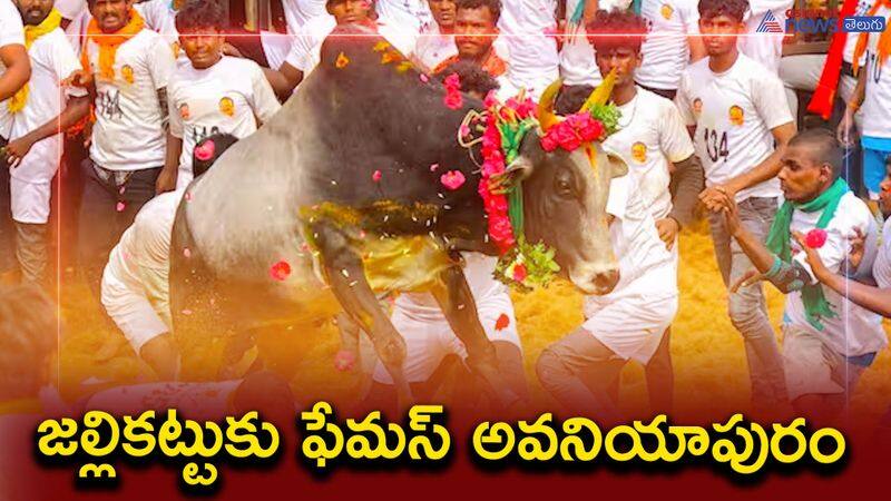 Do you know how Jallikattu bull is prepared for competition? - bsb