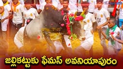 Do you know how Jallikattu bull is prepared for competition? - bsb