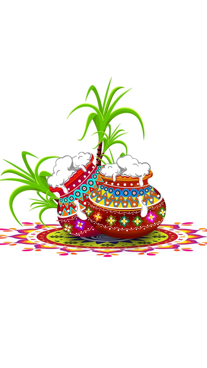 Happy Pongal 2024: Wishes, Messages, Greetings, Facebook/Whatsapp status, quotes for loved ones ATG