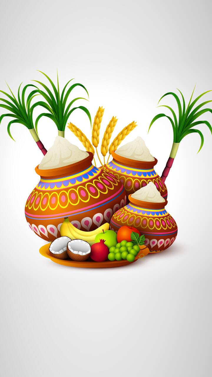 Happy Pongal 2024: Wishes, Messages, Greetings, Facebook/Whatsapp status, quotes for loved ones ATG