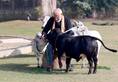 PM feeds cows on the occasion of Makar Sankranti zkamn