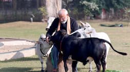 PM feeds cows on the occasion of Makar Sankranti zkamn