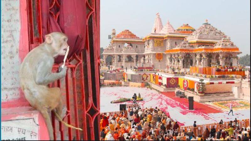 'Hanuman ji himself has come...' Here's what Temple Trust said about monkey entering Ram Mandir