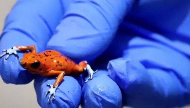woman arrested with 130 Poisonous Frogs in her luggage at Bogota airport